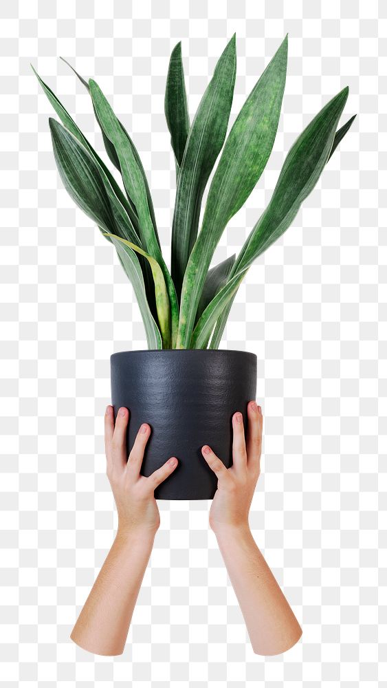 Snake plant png sticker, transparent background 