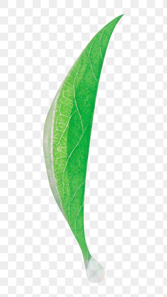 Green leaf png sticker, transparent background