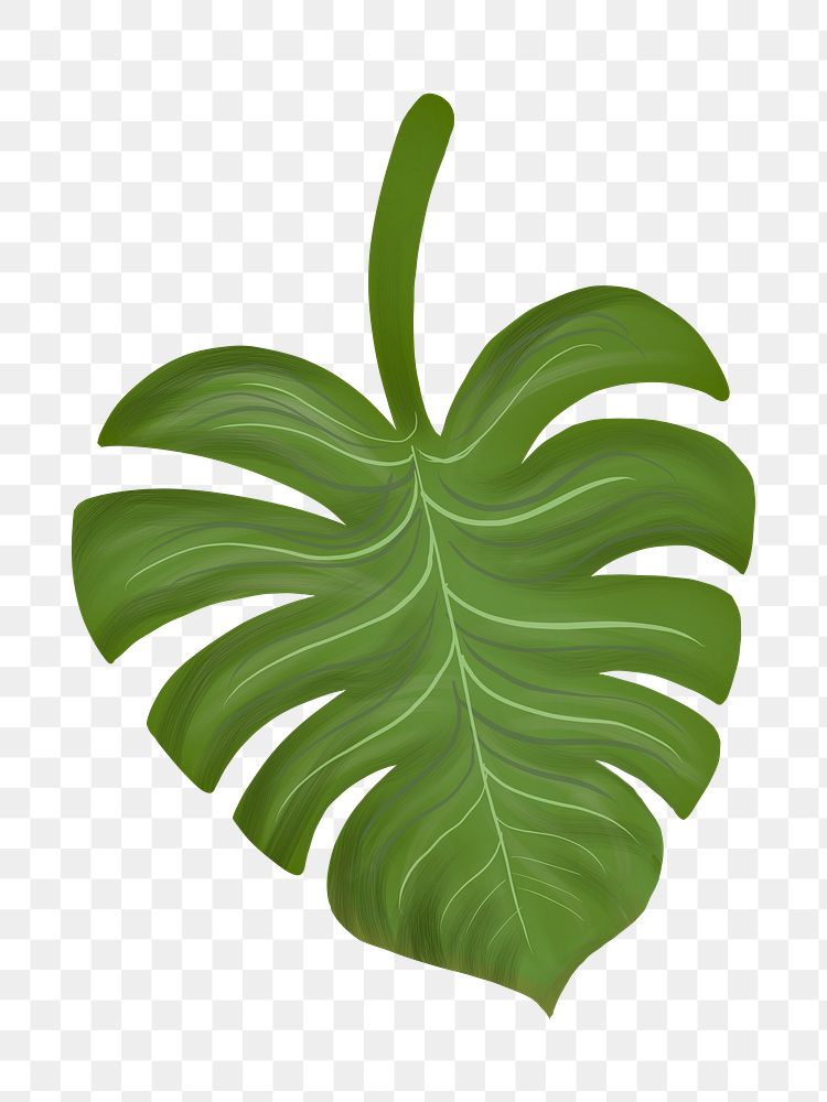 Monstera leaf png illustration sticker, transparent background