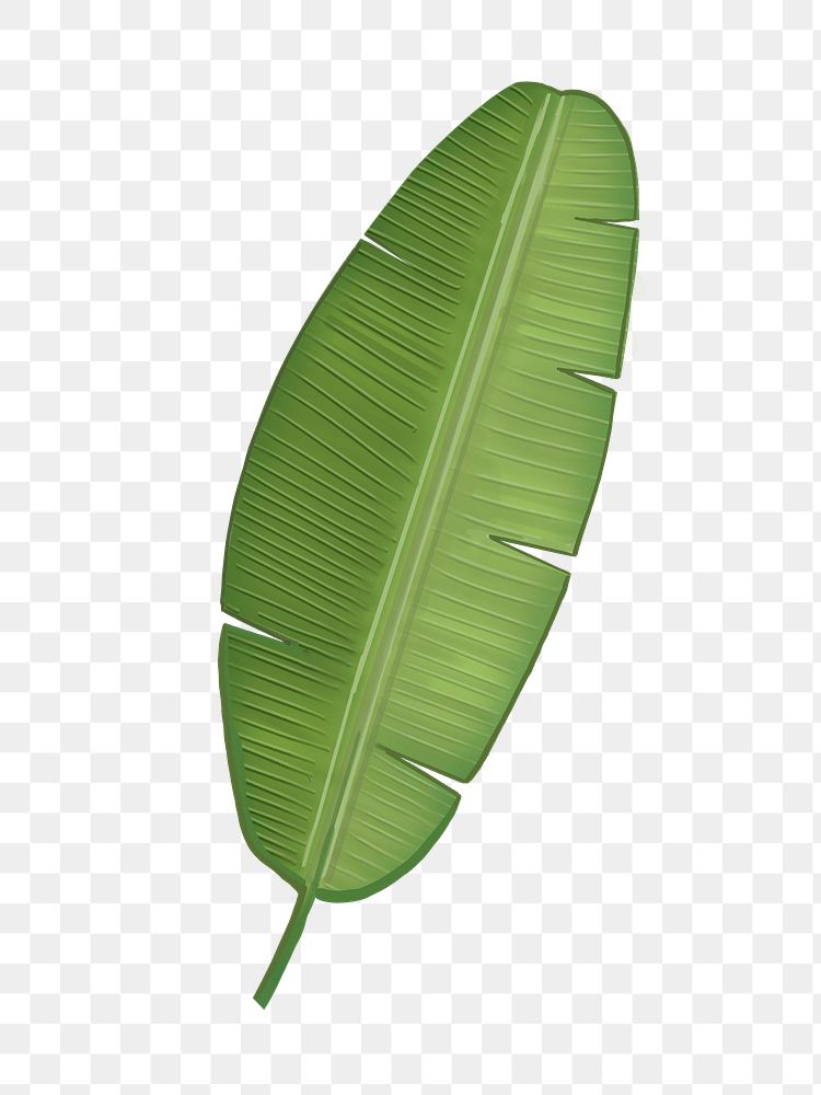Banana leaf  png illustration sticker, transparent background