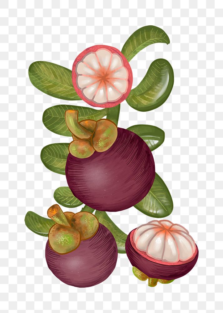 Mangosteens fruit png illustration sticker, transparent background