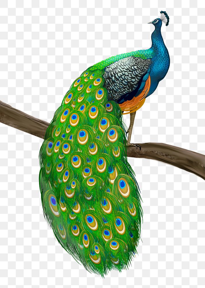 Peacock bird png illustration sticker, transparent background