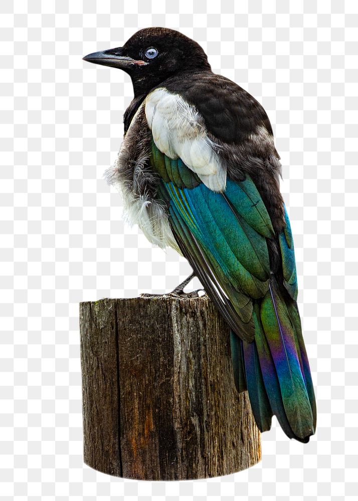 Bird on pole png sticker, transparent background