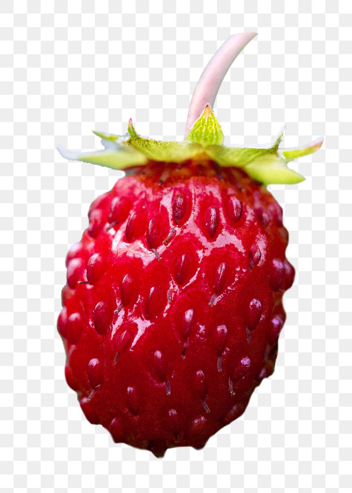 Wild strawberry png fruit sticker, transparent background