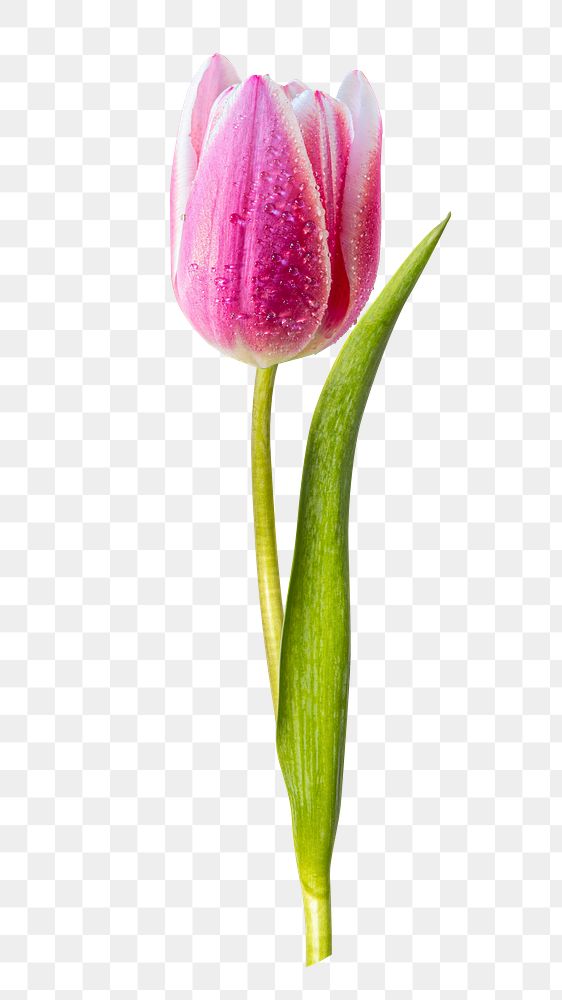 Pink tulip png flower sticker, transparent background