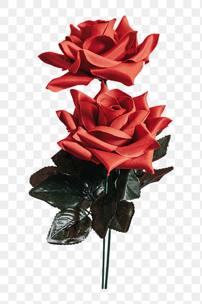 PNG red rose for Valentines day in transparent background
