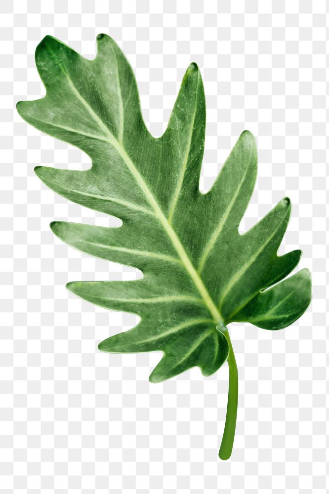 Philodendron leaf png, transparent background