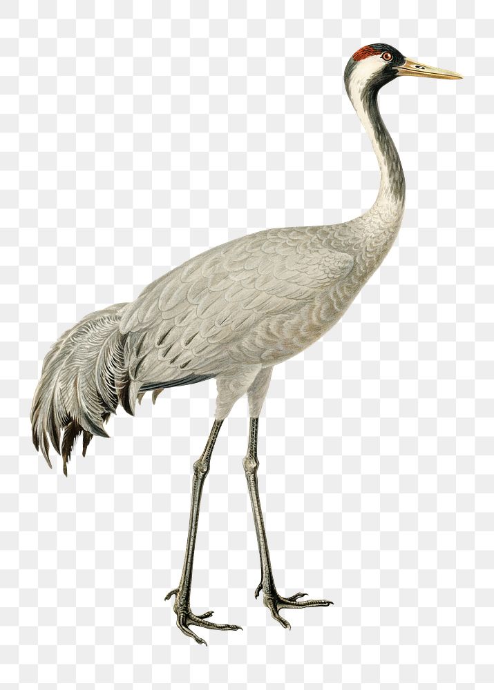 Common crane png bird sticker, transparent background