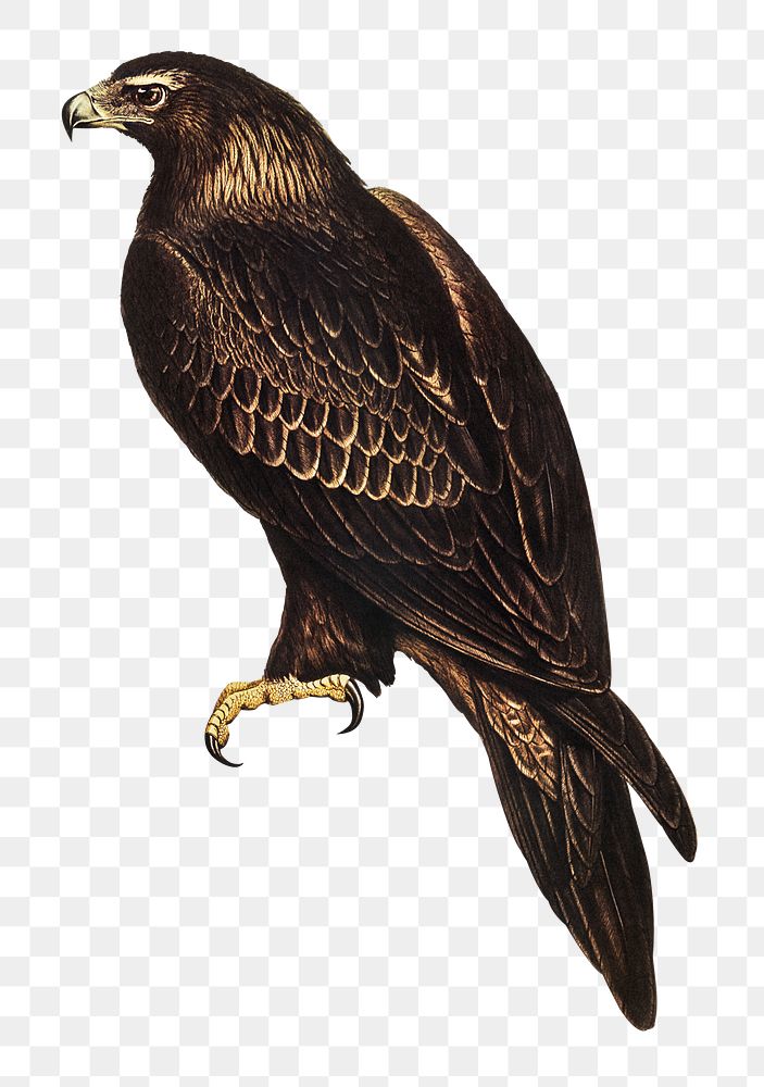 Wedge-tailed eagle png sticker, vintage bird on transparent background