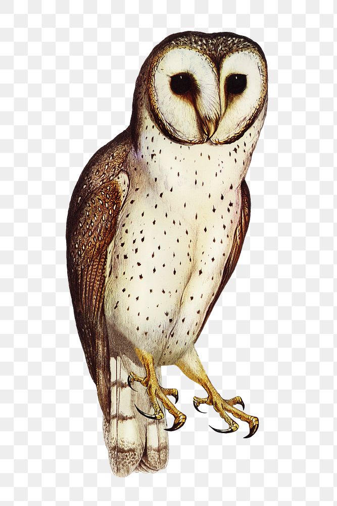 Delicate owl png bird sticker, transparent background