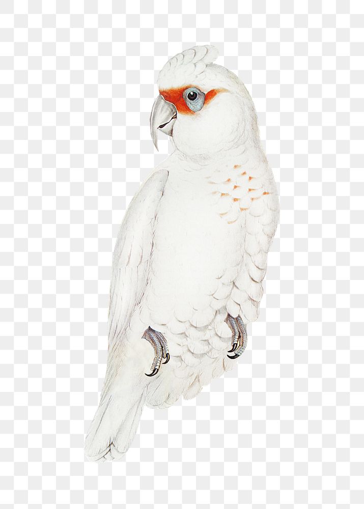 Long-billed cockatoo png bird sticker, transparent background