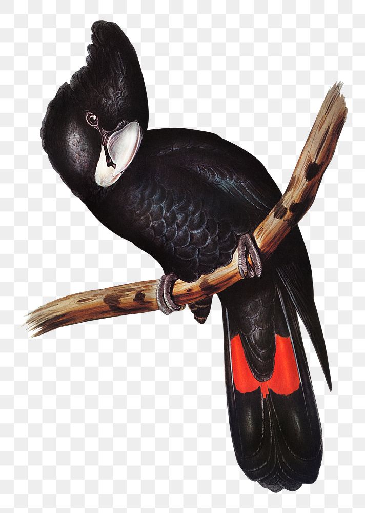 Great-billed black cockatoo png sticker, vintage bird on transparent background