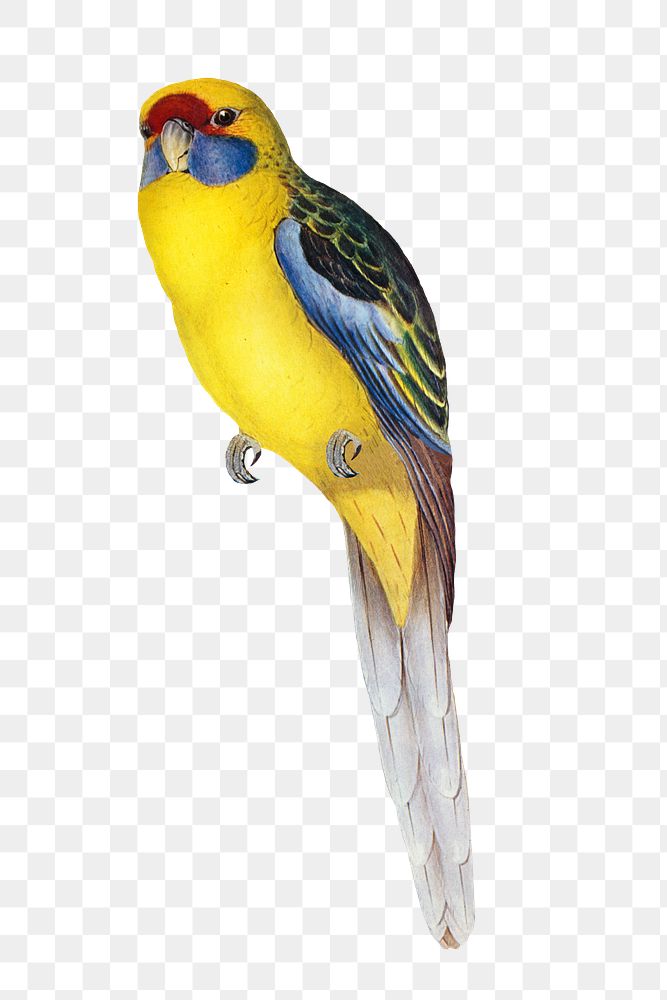 Yellow-bellied parakeet png bird sticker, transparent background