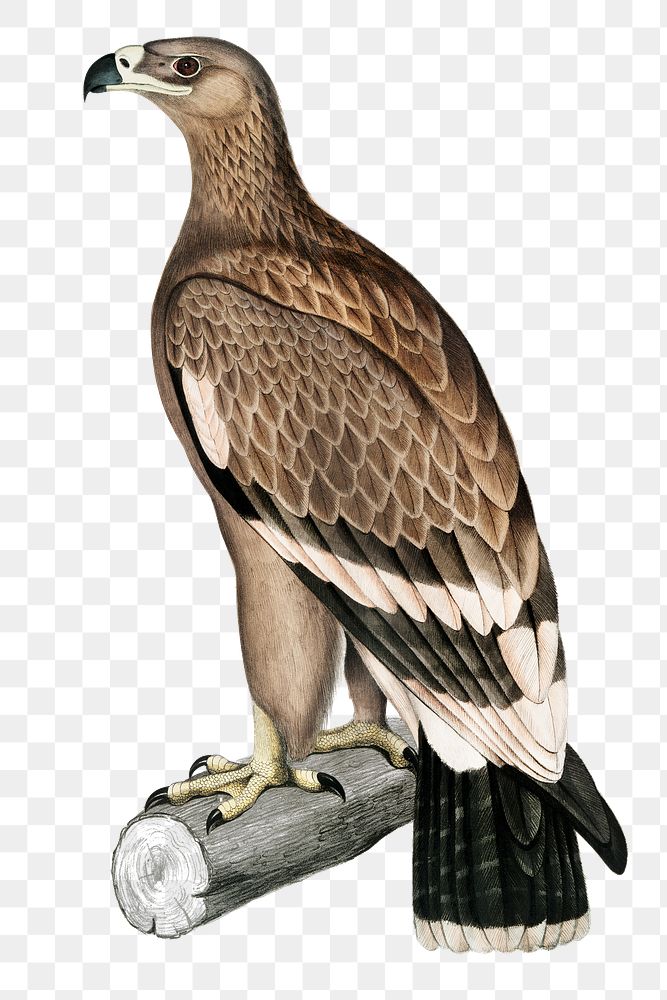 White-banded eagle png sticker, vintage bird on transparent background