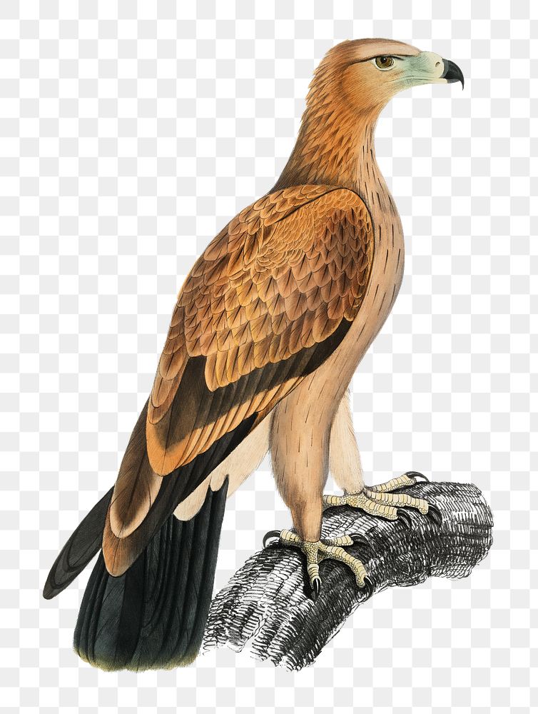 Tawny eagle png sticker, vintage bird on transparent background