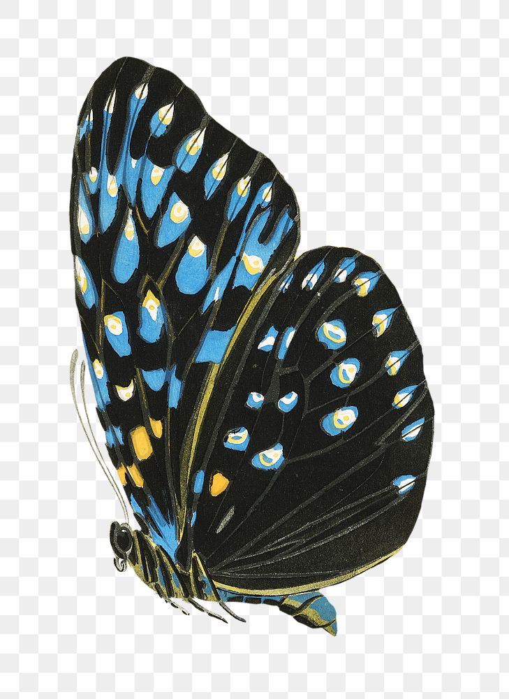 Blue spotted butterfly png sticker, exotic insect on transparent background. E.A. Séguy's artwork remixed by rawpixel