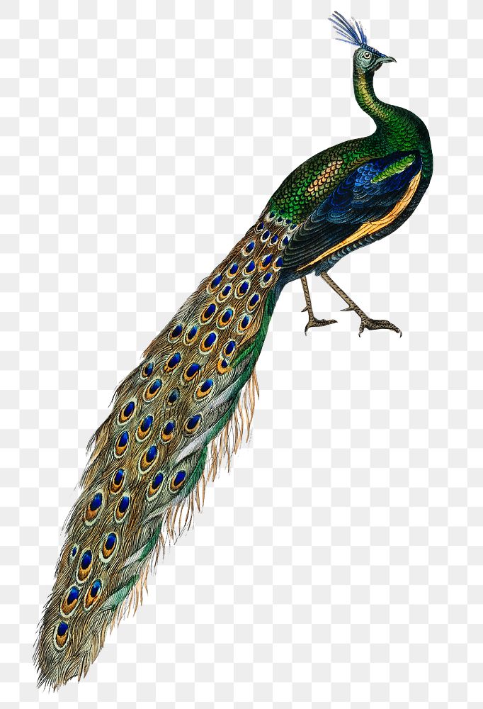 Majestic peacock png sticker, vintage bird on transparent background