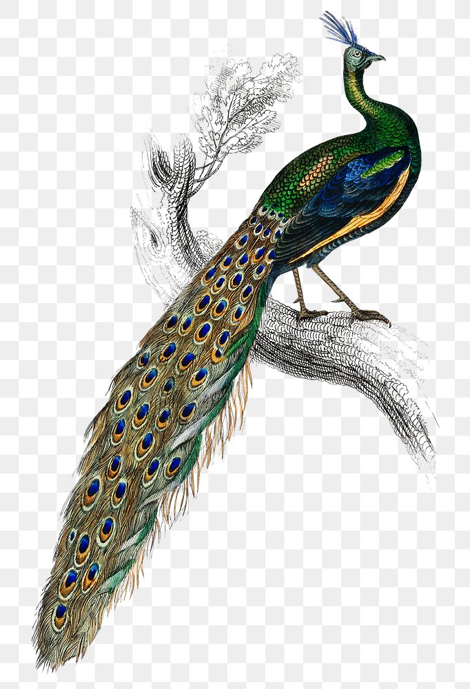 Majestic peacock png sticker, vintage bird on transparent background