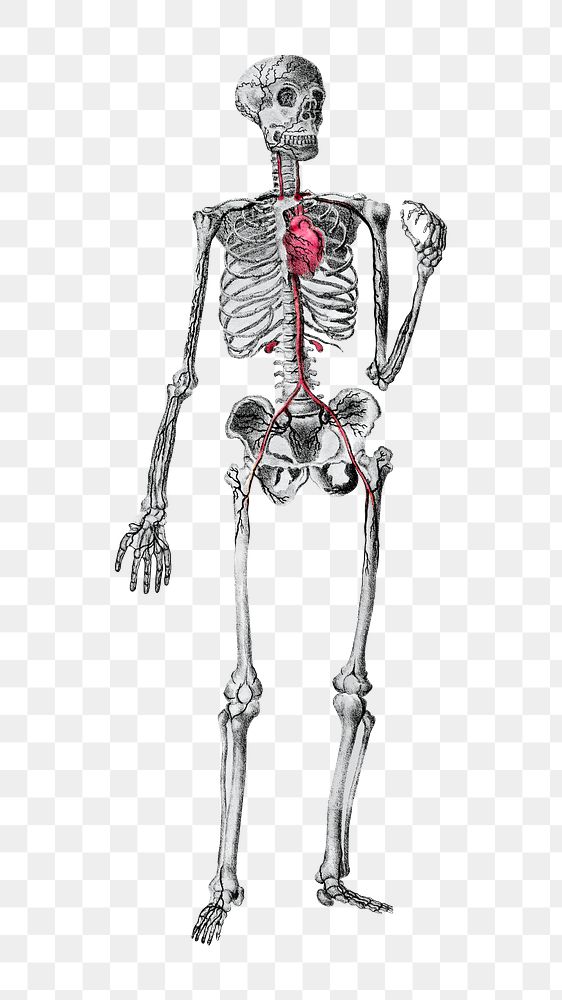 Human skeleton png front view sticker, transparent background