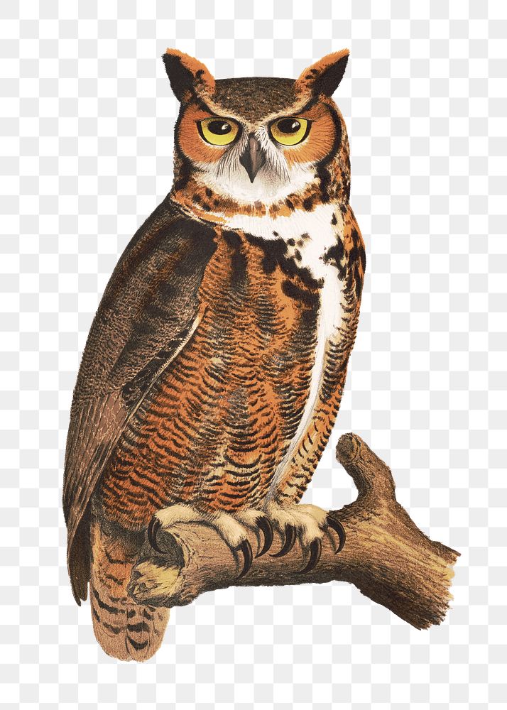 Great horned owl png on transparent background.  Remastered by rawpixel