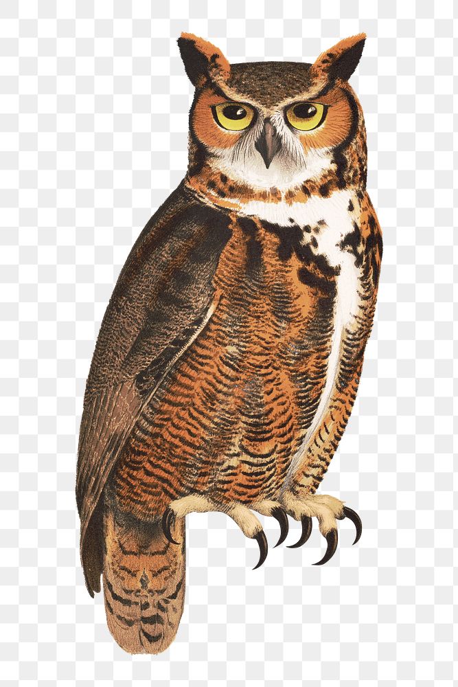 Great horned owl png on transparent background.   Remastered by rawpixel