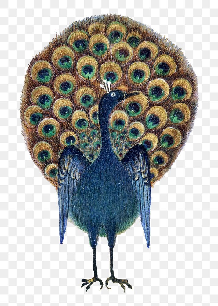 Vintage peacock png sticker, bird illustration on transparent background.    Remastered by rawpixel