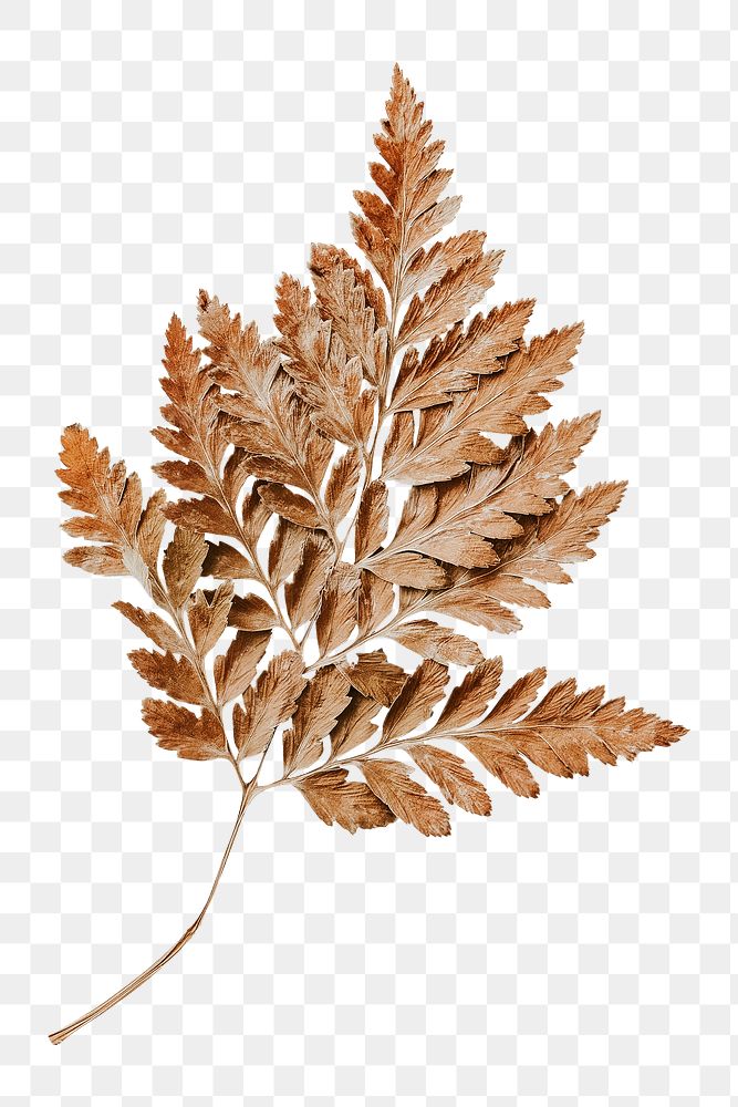 Dried leaf png on white paper in transparent background