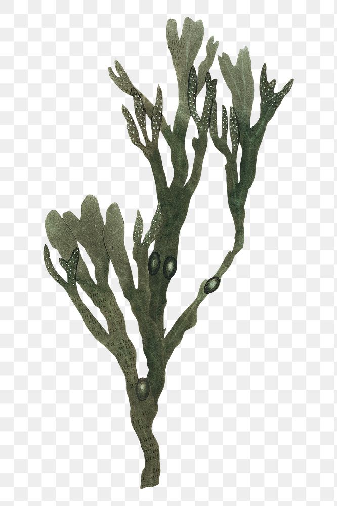 Seaweed branch png sticker, transparent background