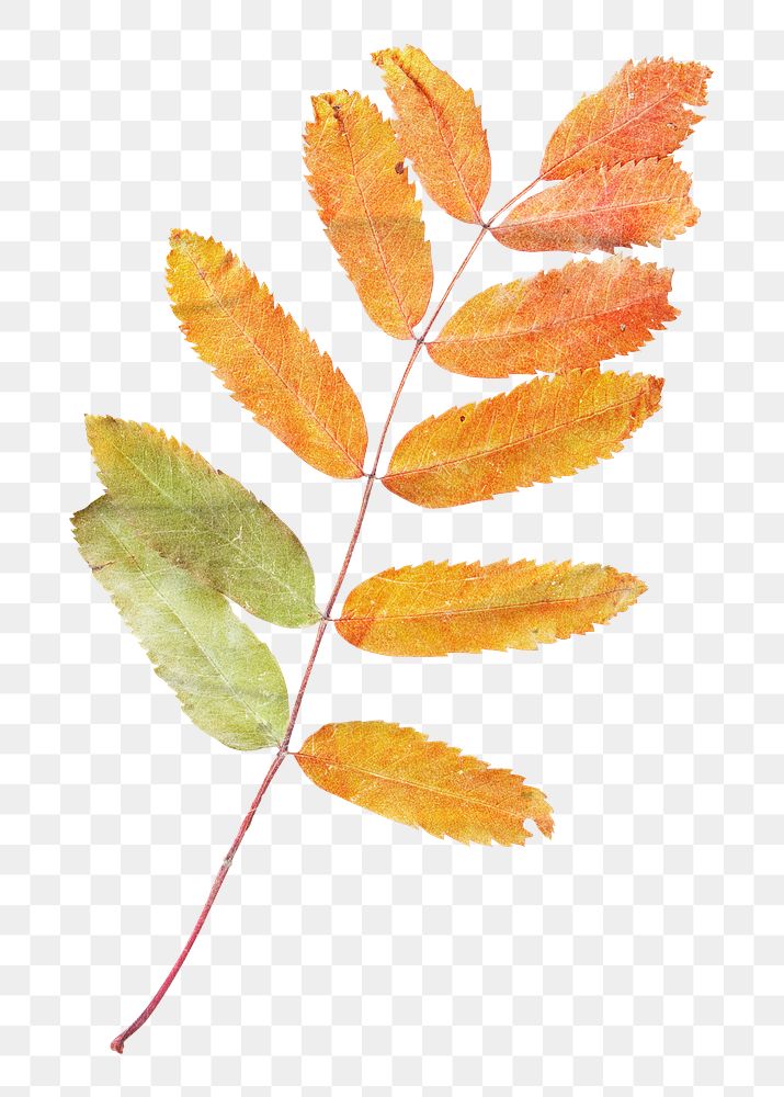 Autumn leaf branch png sticker, transparent background