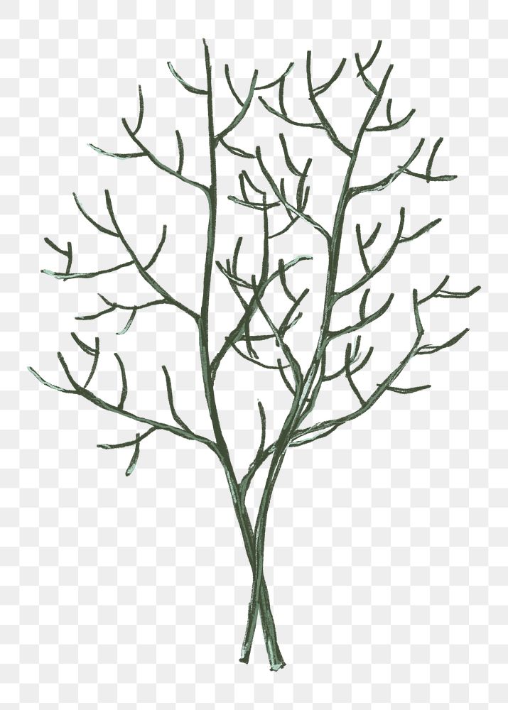 Leafless tree png sticker, transparent background