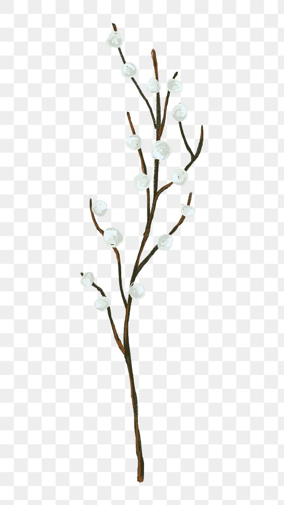 White cotton branch png sticker, transparent background