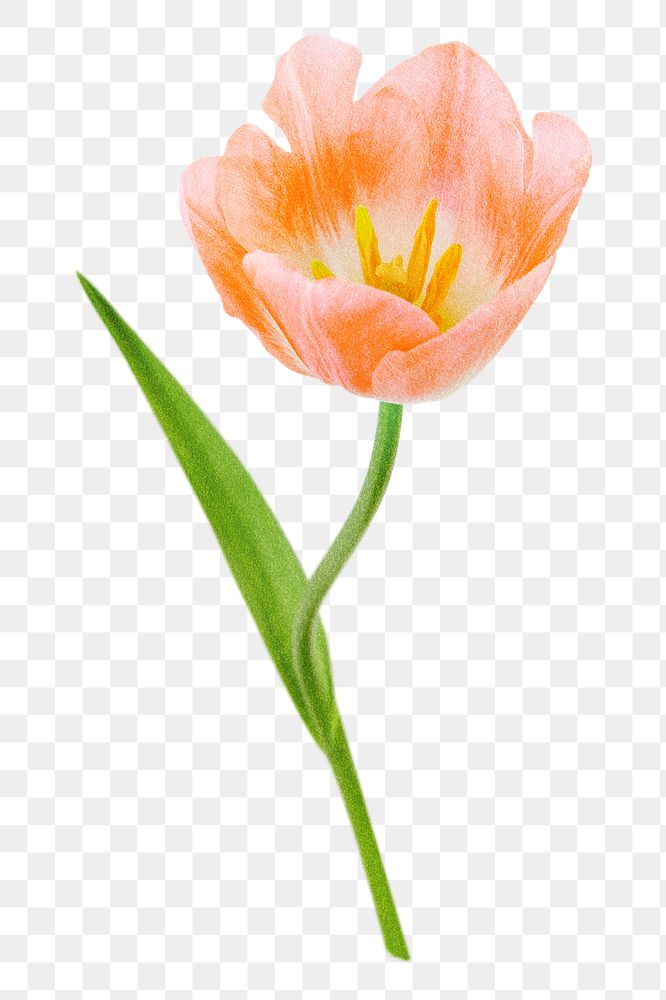 Orange tulip png Spring flower journal sticker, transparent background