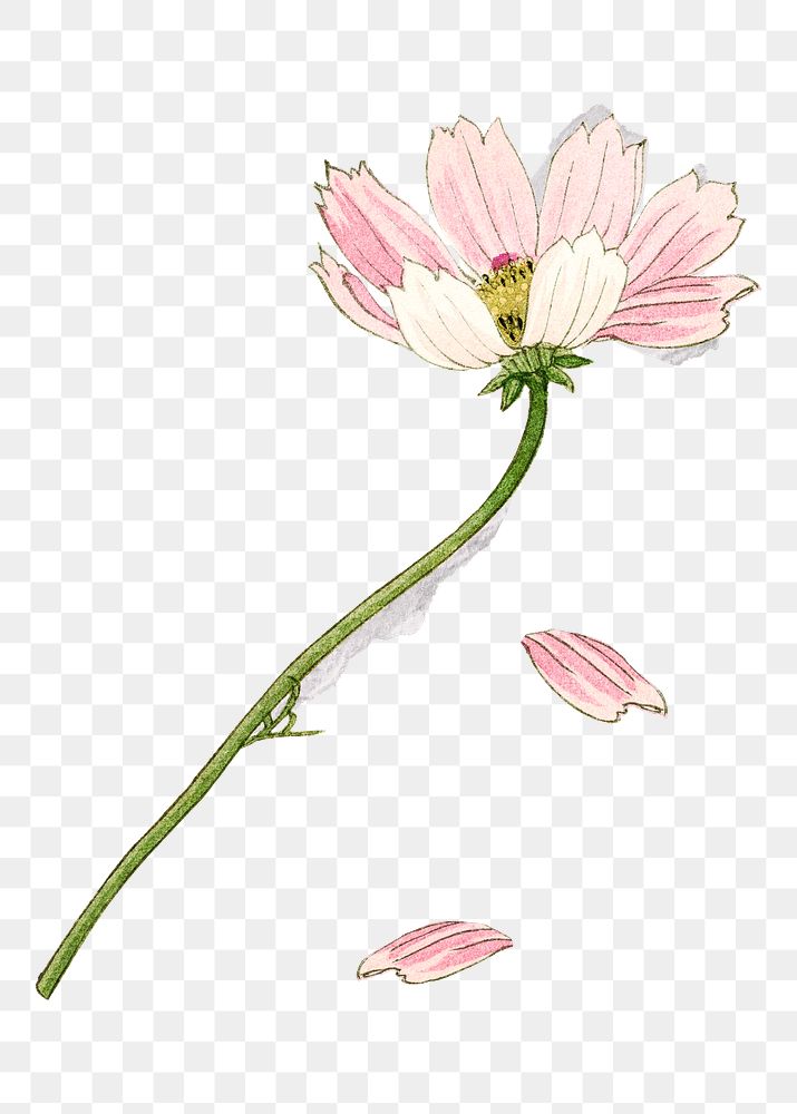 Pink cosmos png flower sticker, transparent background