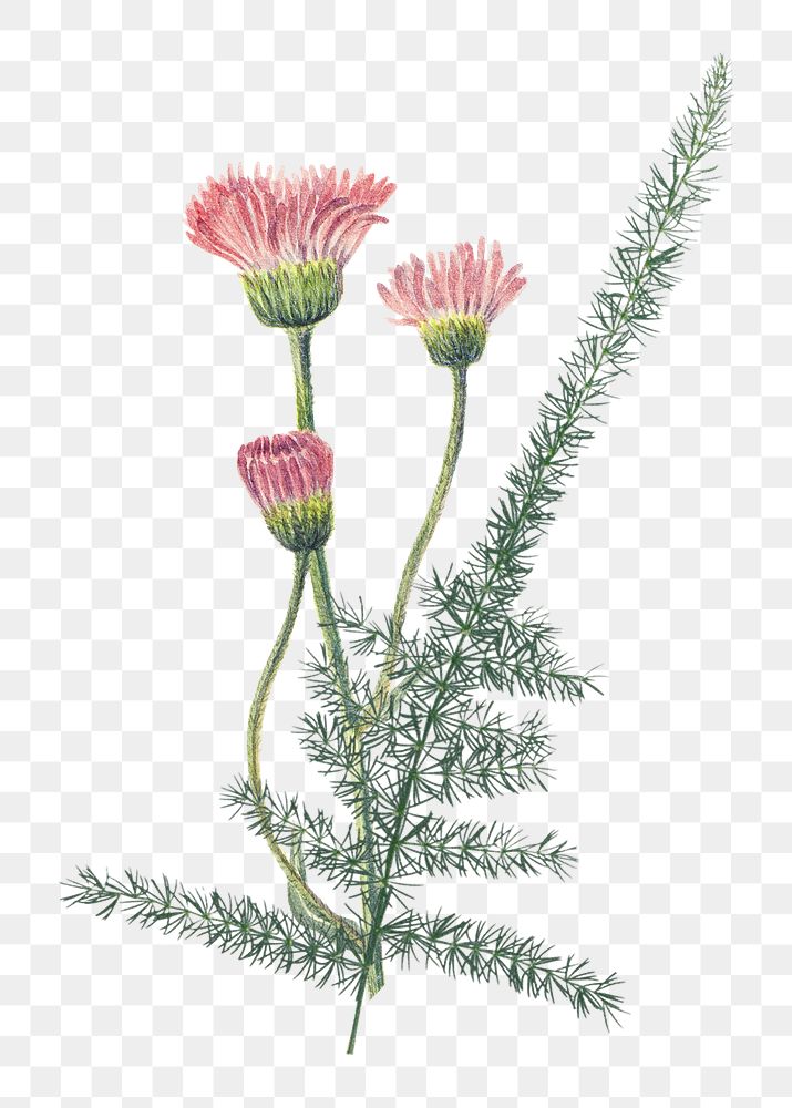 Pink fleabane png flower sticker, transparent background