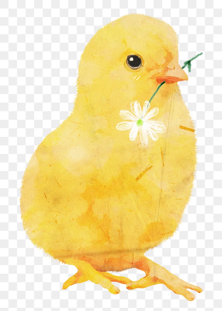 Baby chicken png sticker, flower illustration, transparent background