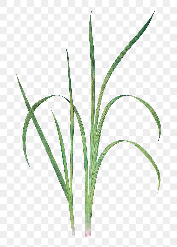 Spring onion grass png sticker, transparent background