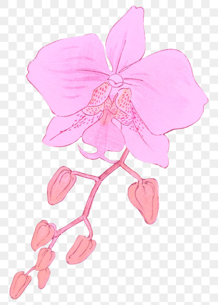 Pink flower png moth orchid sticker, transparent background, remixed by rawpixel