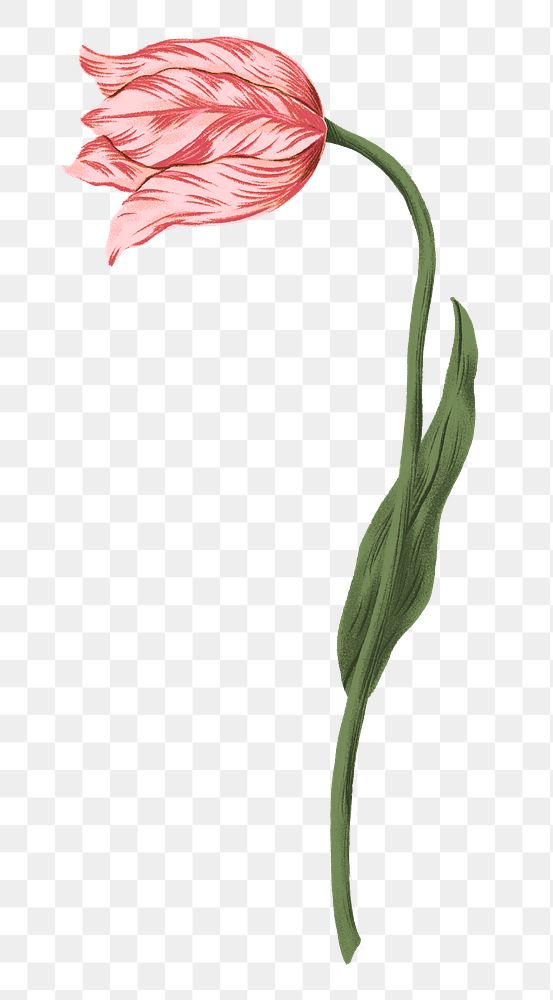 Pink tulip png flower doodle sticker, transparent background