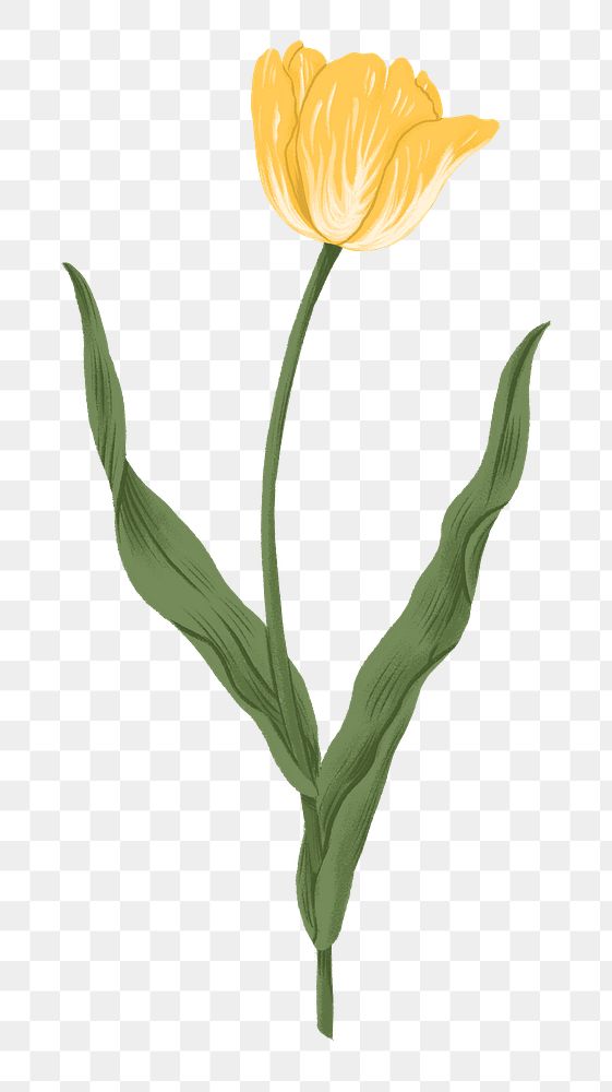 Yellow tulip png flower doodle sticker, transparent background