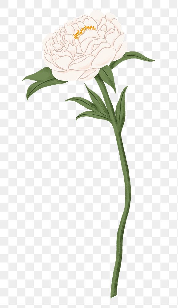 White peony png flower sticker, transparent background