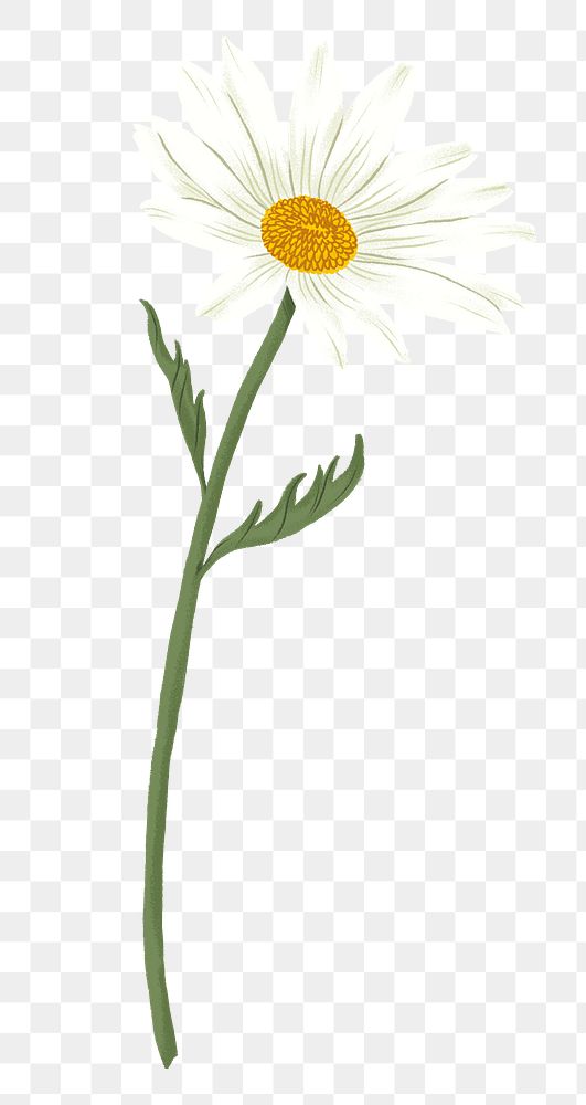 White daisy png flower drawing sticker, transparent background