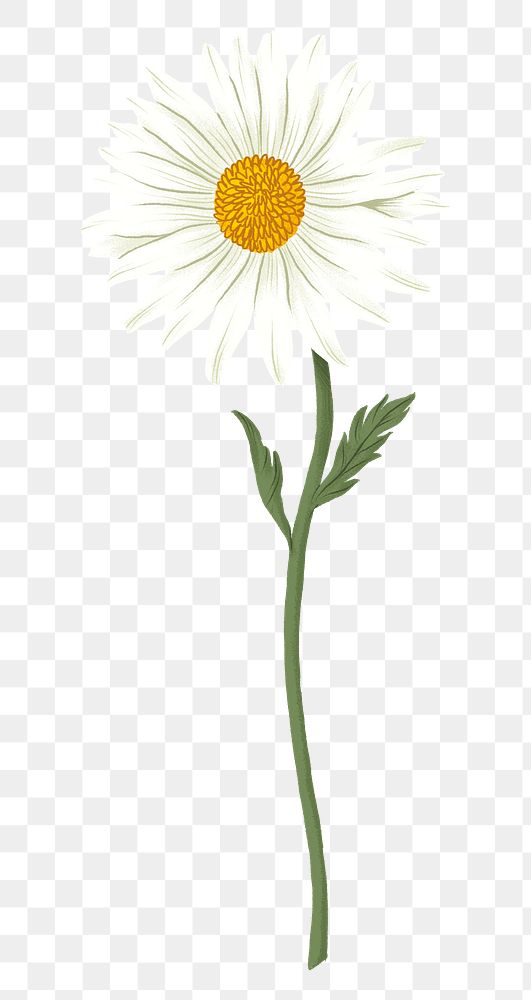 White daisy png flower drawing sticker, transparent background