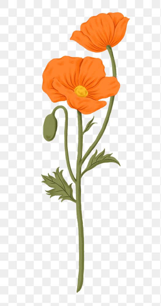 Orange poppy png flower sticker, transparent background