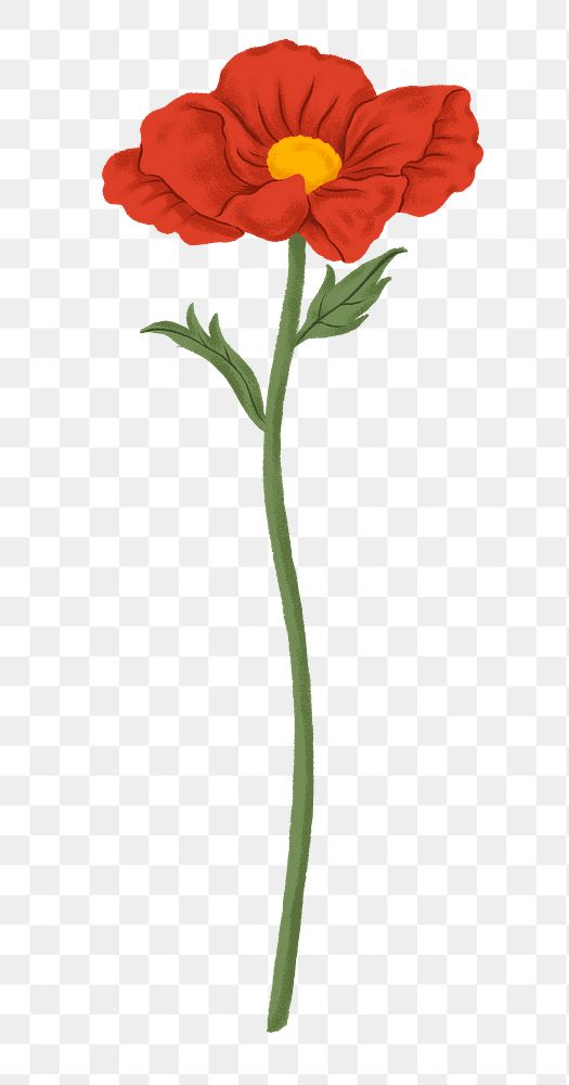 Red poppy png flower sticker, transparent background