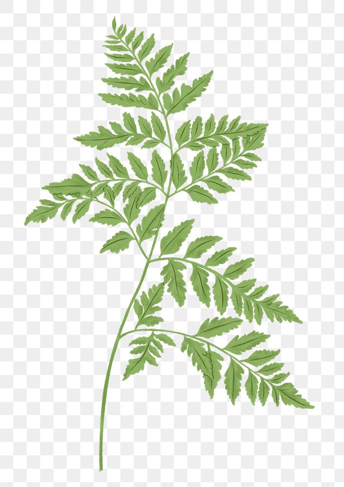 Fern leaf png botanical sticker, transparent background