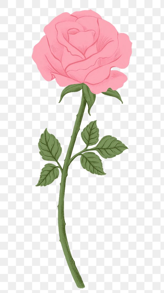 Pink rose png flower sticker, transparent background