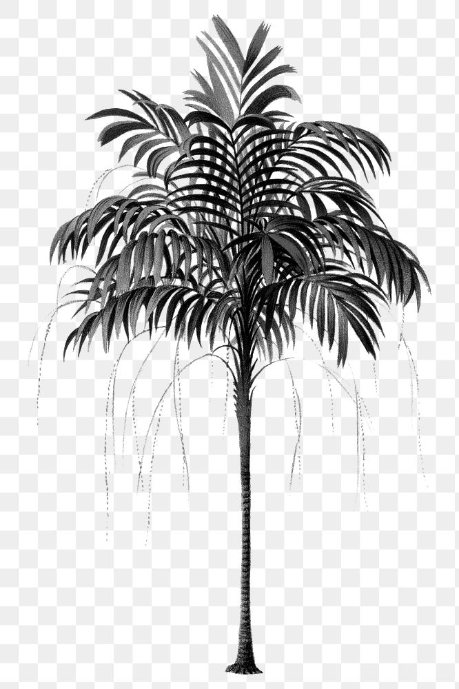 Palm tree png black sticker, transparent background