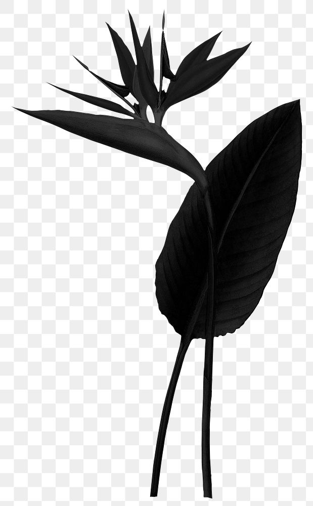 Black plant png bird of paradise sticker, transparent background