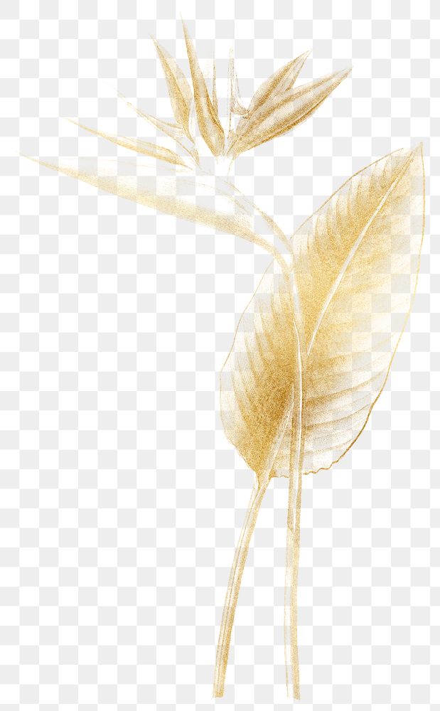 PNG gold bird of paradise sticker, transparent background