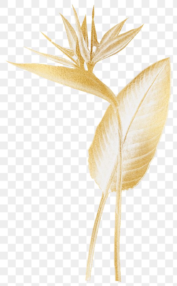 Gold plant png bird of paradise sticker, transparent background